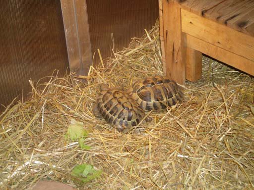 Kleintierschau 2011