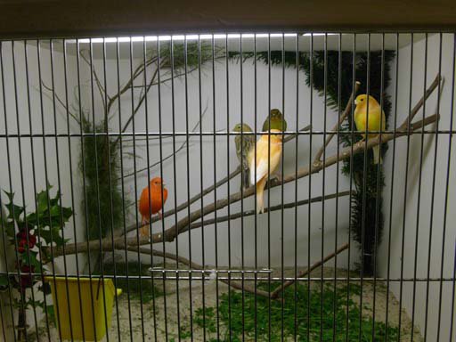 Kleintierschau 2011
