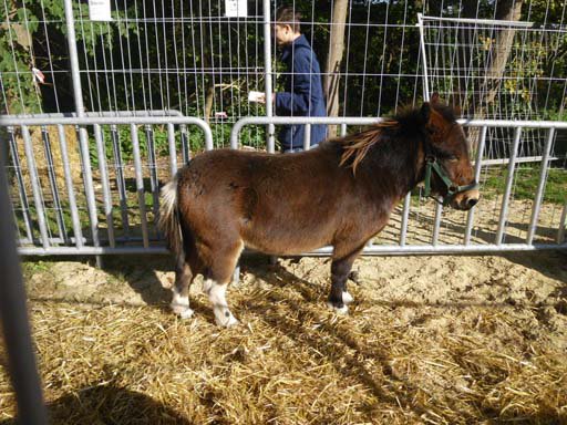 Kleintierschau 2011