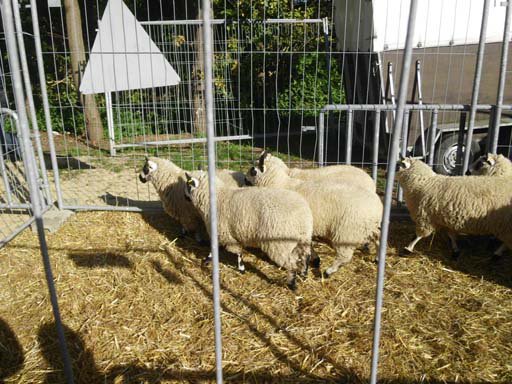 Kleintierschau 2011