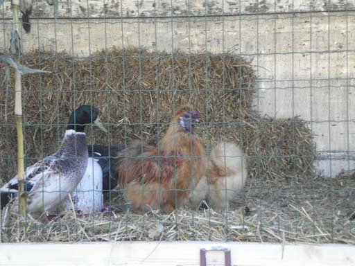 Kleintierschau 2011