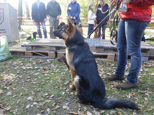 Kleintierschau 2011