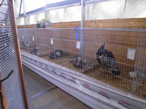 Kleintierschau 2011