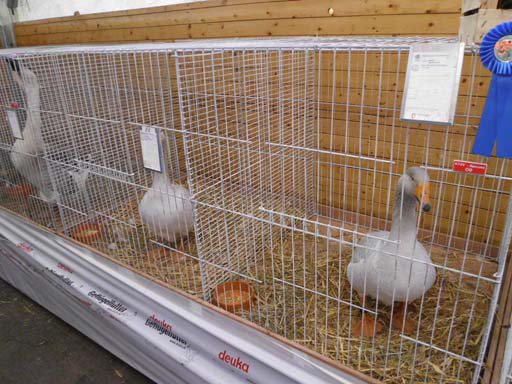 Kleintierschau 2011