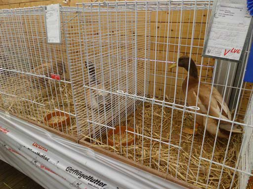 Kleintierschau 2011