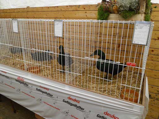 Kleintierschau 2011