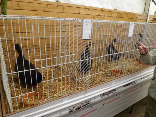Kleintierschau 2011