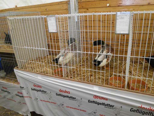 Kleintierschau 2011