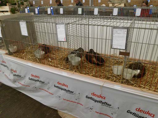 Kleintierschau 2011