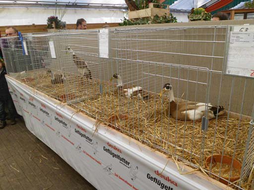 Kleintierschau 2011
