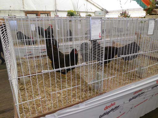 Kleintierschau 2011