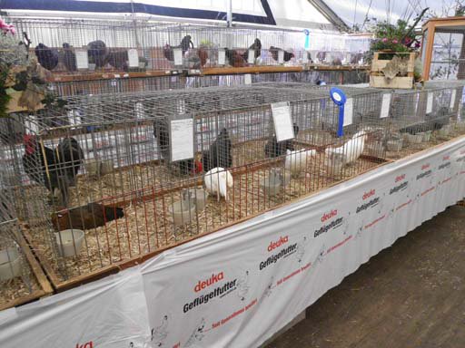 Kleintierschau 2011