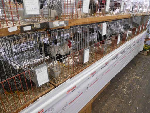 Kleintierschau 2011