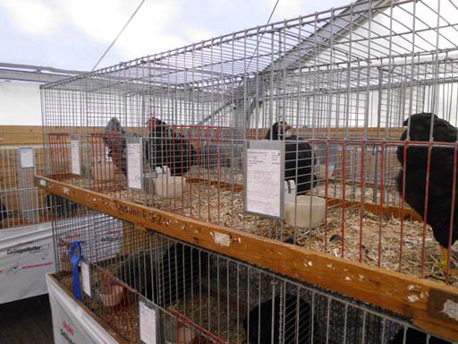Kleintierschau 2011