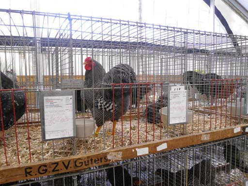 Kleintierschau 2011