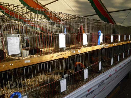 Kleintierschau 2011