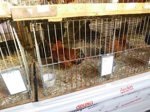 Kleintierschau 2011