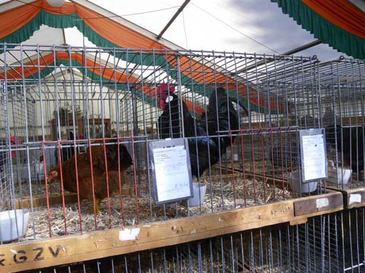 Kleintierschau 2011