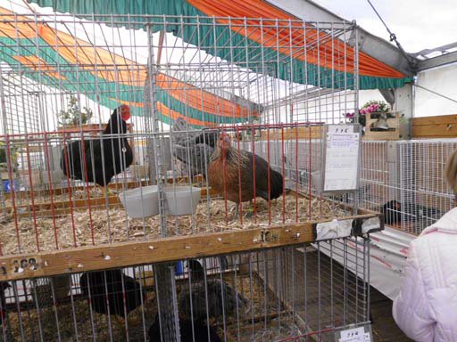 Kleintierschau 2011