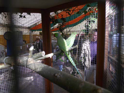 Kleintierschau 2011