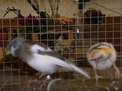 Kleintierschau 2011