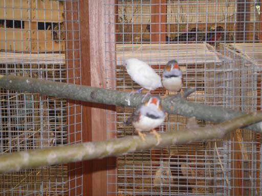 Kleintierschau 2011
