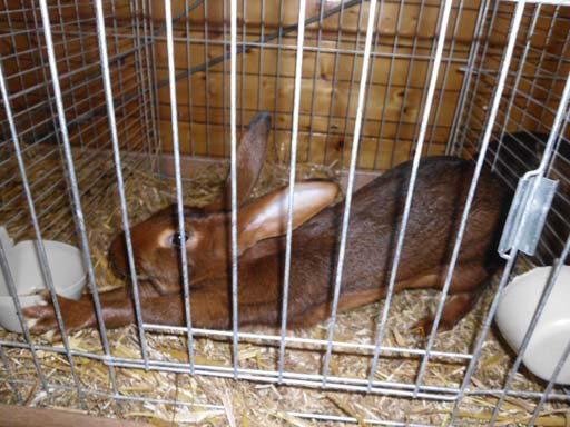 Kleintierschau 2011