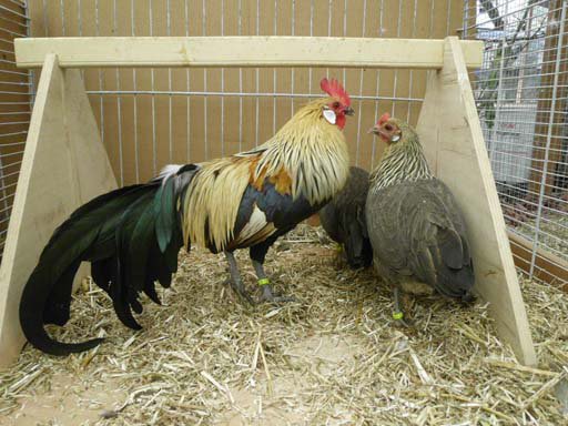 Kleintierschau 2011