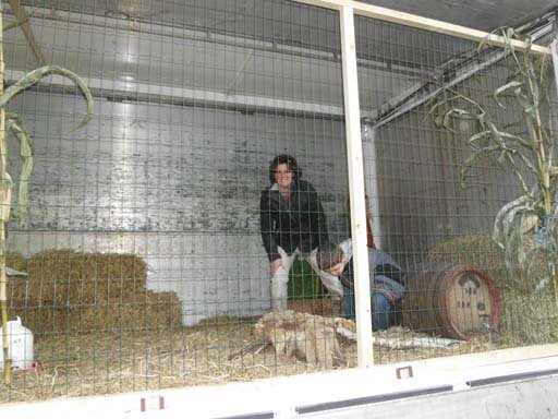 Kleintierschau 2011