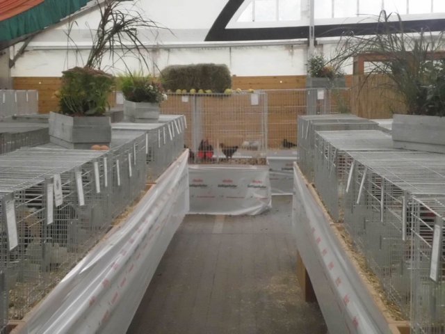 Kleintierschau 2013