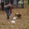 Kleintierschau 2013